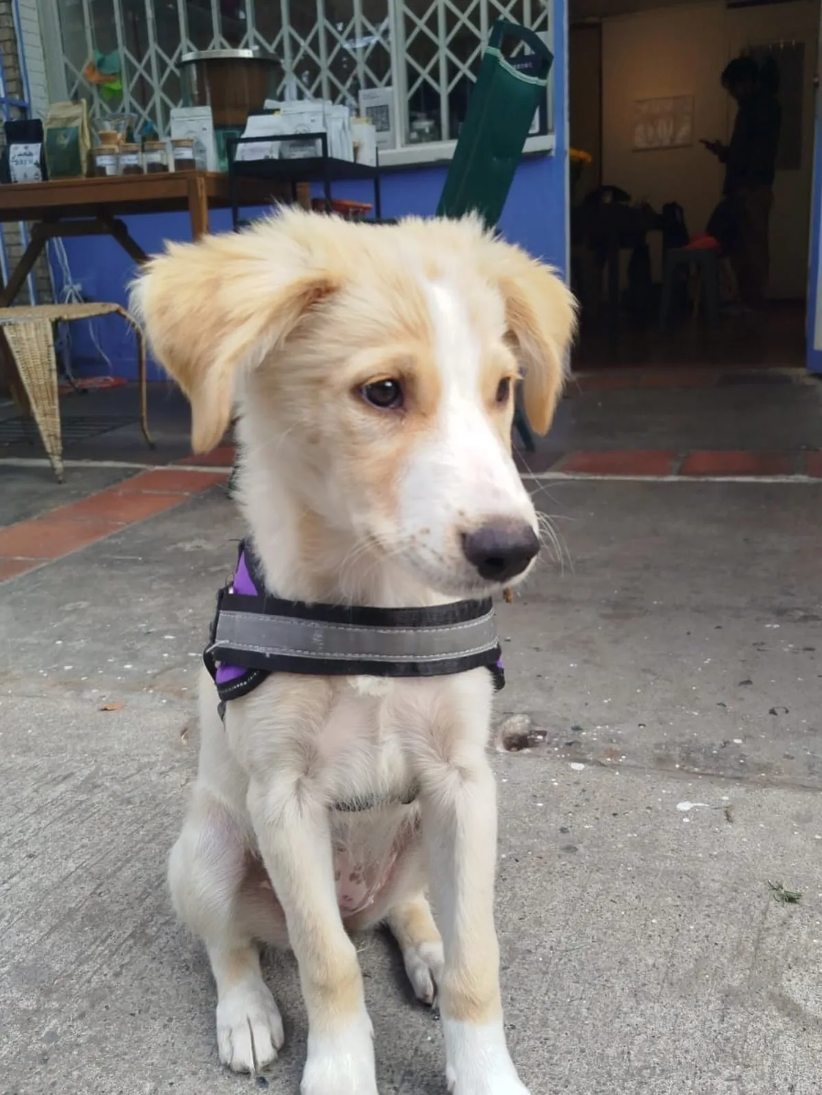 Perro con arnés sentado frente a la entrada del local Perezoso
