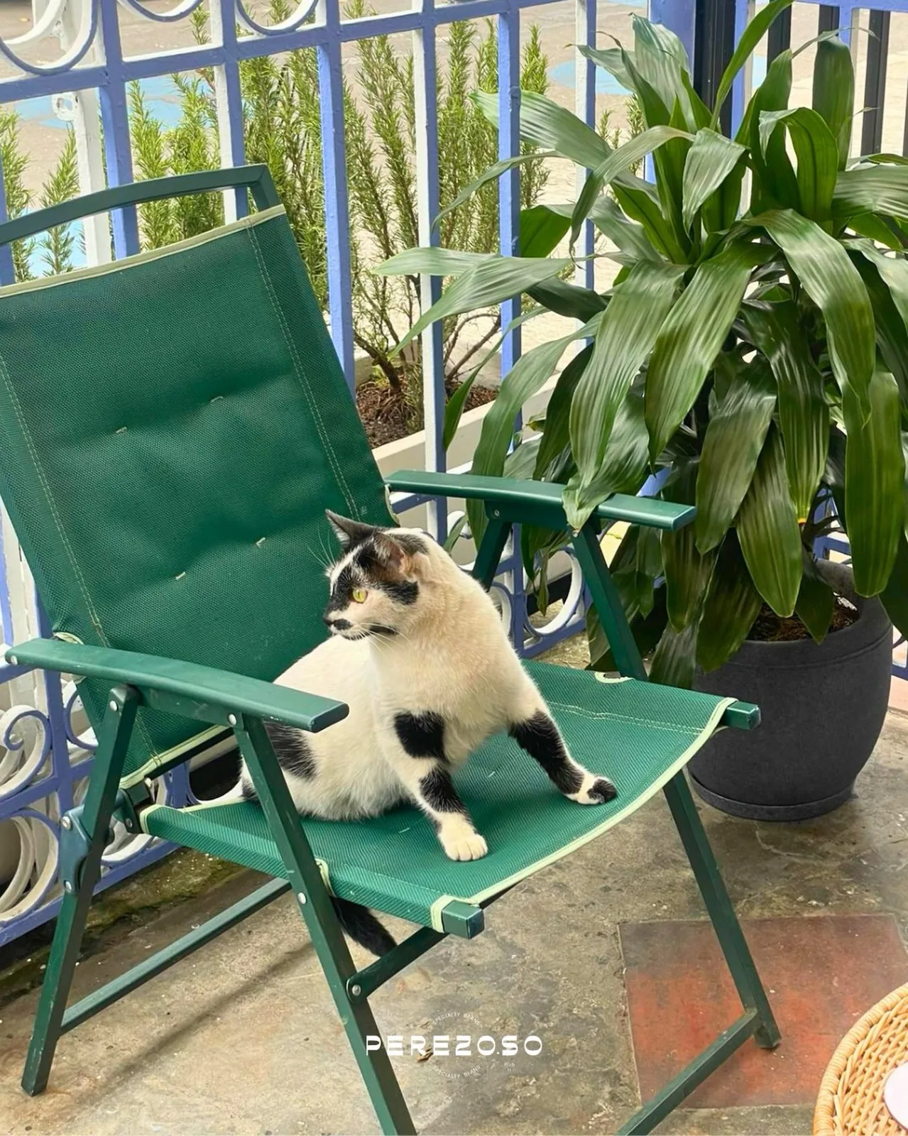 Gato blanco y negro descansando en una silla verde en el local de San Felipe